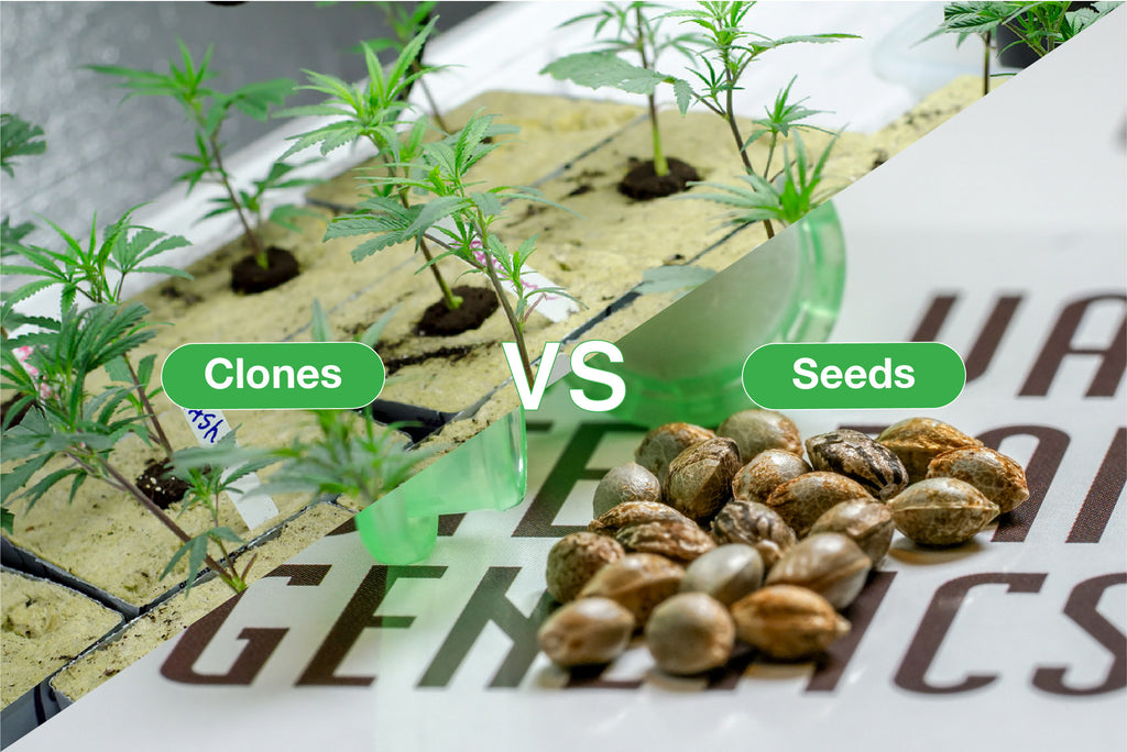 The Difference Between Cannabis Seeds and Clones