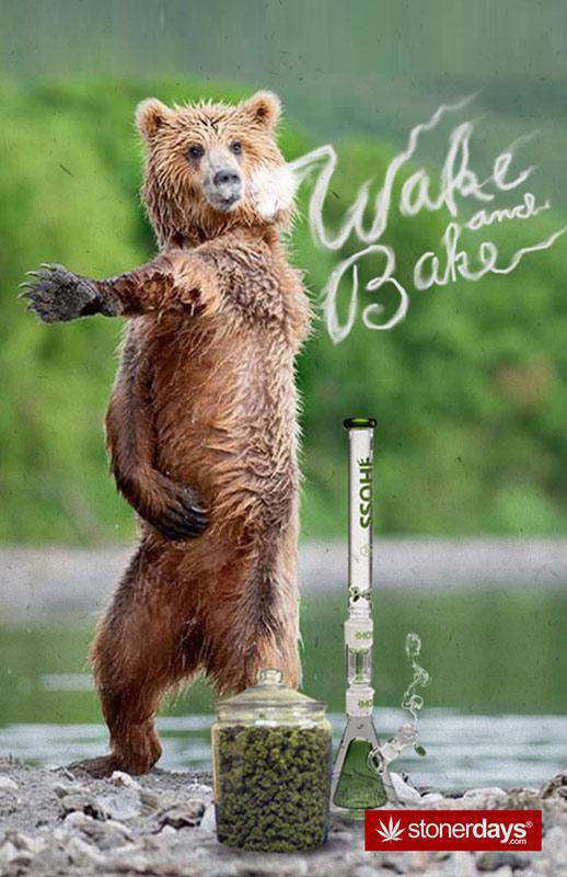 WAKE AND BAKE BEAR HEMP CARDS